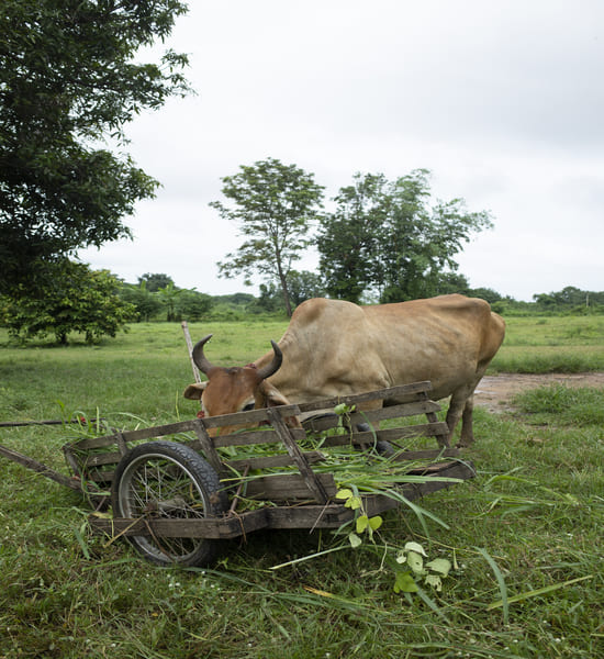 Supporting Bihar’s Agricultural Economy